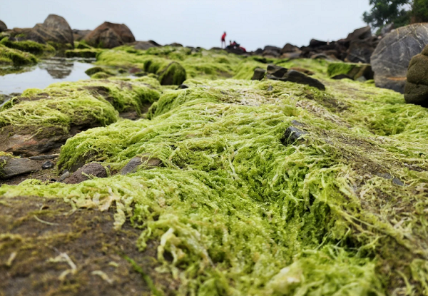 Người dân ở rạn Nam Ô luôn tự hào là nơi có vùng rêu xanh đặc biệt thu hút khách du lịch , mong muốn góp phần phát triển các điểm tham quan tại Đà Nẵng. Ảnh: MINH TRƯỜNG.