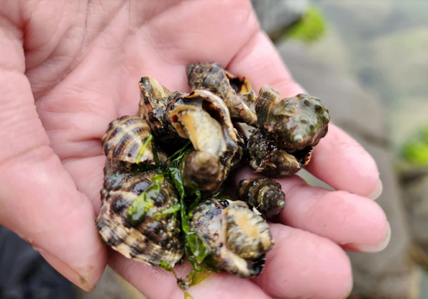 Những chú ốc nhỏ bám trên các tảng đá. Ảnh: MINH TRƯỜNG.