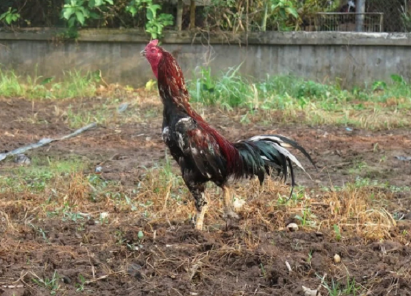 Cap than ke khien dai gia Hung Yen doi o to mua ve-Hinh-2