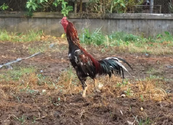 Cap than ke khien dai gia Hung Yen doi o to mua ve-Hinh-2