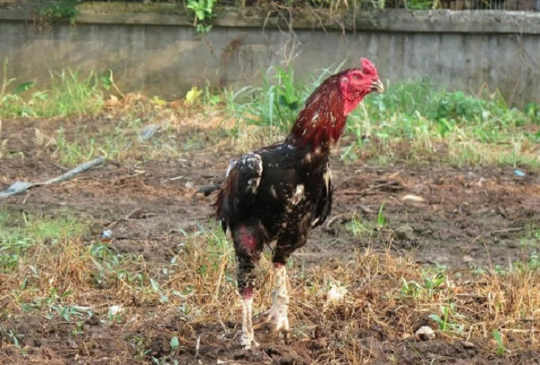 Cap than ke khien dai gia Hung Yen doi o to mua ve-Hinh-4