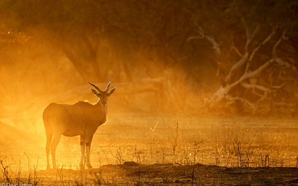 Bi mat ve linh duong Eland to lon nhat con ton tai tren the gioi-Hinh-6