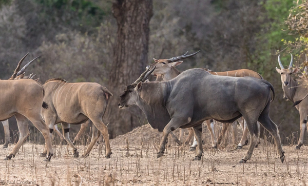 Bi mat ve linh duong Eland to lon nhat con ton tai tren the gioi-Hinh-4