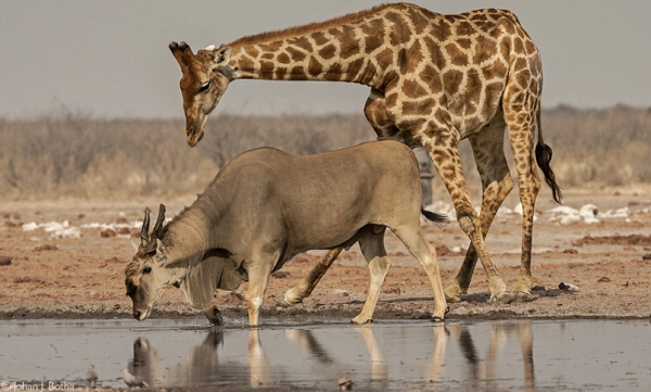 Bi mat ve linh duong Eland to lon nhat con ton tai tren the gioi-Hinh-2