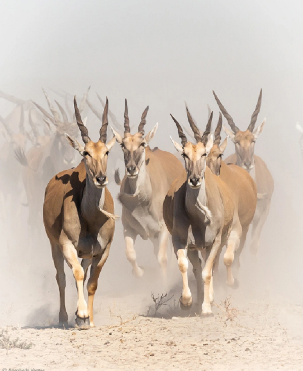 Bi mat ve linh duong Eland to lon nhat con ton tai tren the gioi-Hinh-5