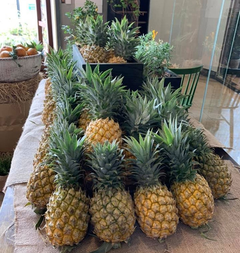 Người bị đau dạ dày cũng không nên ăn dứa vì dứa chín chứa nhiều axit hữu cơ và có một số enzyme có tác dụng làm tiêu protein, làm tăng viêm loét niêm mạc dạ dày. Ảnh: thuocdantoc.