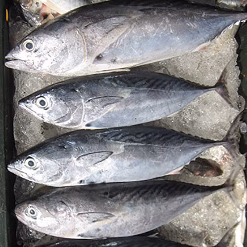 Chất độc này gây ra các vấn đề về thị lực, thính giác và làm chậm phát triển ở trẻ em. Do đó, không nên tiêu thụ quá nhiều cá ngừ. Ảnh: saithanhfoods.