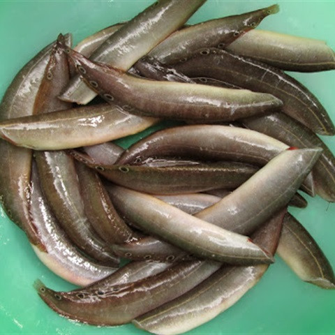Cua và cá chạch đều là thực phẩm bổ dưỡng nhưng nếu ăn chung sẽ gây ngộ độc, hậu quả nghiêm trọng. Ảnh: cooky.