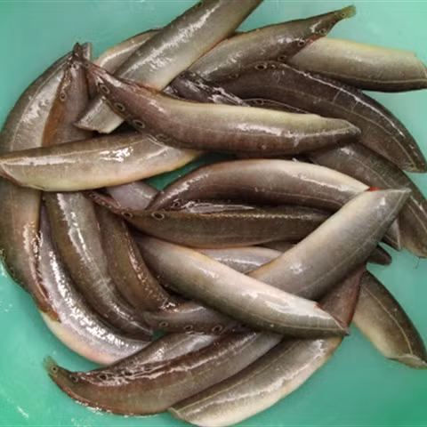 Cua và cá chạch đều là thực phẩm bổ dưỡng nhưng nếu ăn chung sẽ gây ngộ độc, hậu quả nghiêm trọng. Ảnh: cooky.