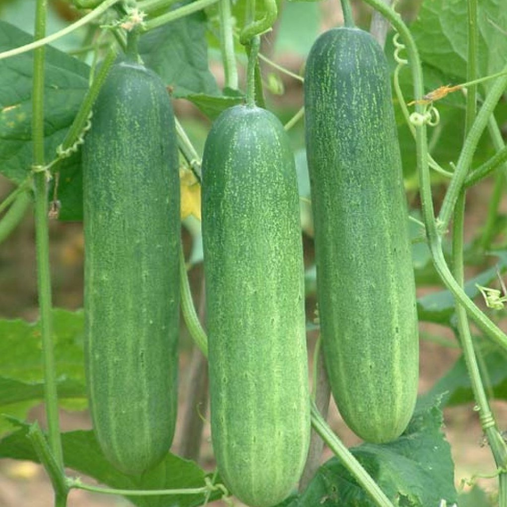 Dưa chuột vừa rẻ tiền, lại vừa tốt cho làn da. Giống như dưa hấu, dưa chuột cũng chứa nhiều nước giúp làm mát cơ thể, đồng thời chứa nhiều đặc tính chống oxy hóa rất tốt cho da.