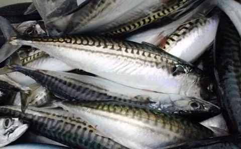 Ngoài ra, urê có thể chứa các thành phần nguy hiểm như kim loại nặng gây ngộ độc, nhẹ thì gây chóng mặt, đau bụng, nặng hơn sẽ gây nôn mửa, tiêu chảy, trường hợp cấp cứu không kịp sẽ gây tử vong. Ảnh: galaxypub.