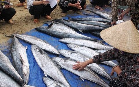 Đặc biệt, cá bị ướp urê sẽ mềm sau khi bạn rửa vài nước. Ảnh: baodansinh.