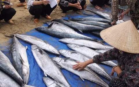 Đặc biệt, cá bị ướp urê sẽ mềm sau khi bạn rửa vài nước. Ảnh: baodansinh.