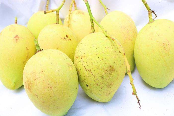 Với xoài chín tự nhiên thường có màu vàng đều, màu vàng tươi, trên trái xoài không có những vết thâm và đốm đen. Ảnh: giaoducthoidai.