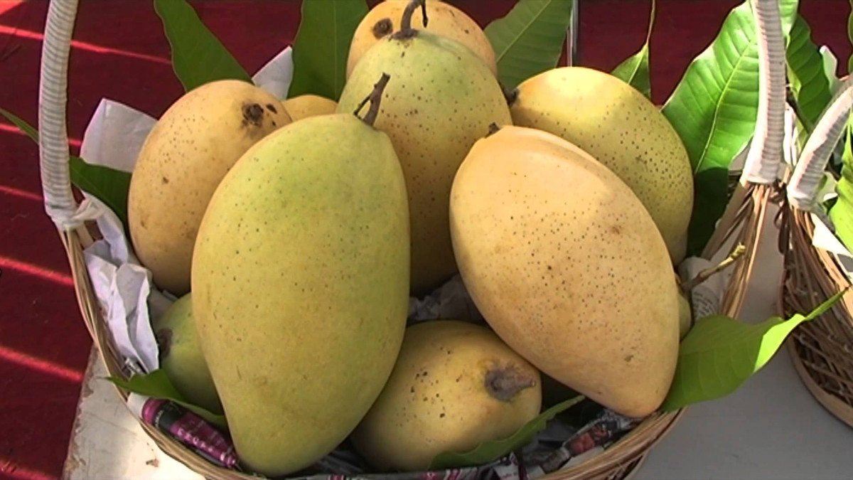 Vì vậy khi chọn nếu bạn thấy mùi xoài chín không thơm ngon thì tuyệt đối không chọn. Ảnh: thatgia.