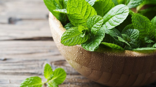 Bạn có thể sử dụng bạc hà để làm dịu cơn ho bởi đây là loại thuốc thông mũi nổi tiếng giúp phá vỡ chất nhầy và hỗ trợ đường thở.