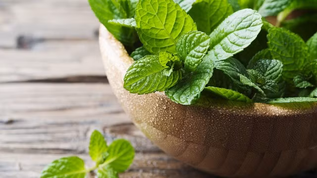 Bạn có thể sử dụng bạc hà để làm dịu cơn ho bởi đây là loại thuốc thông mũi nổi tiếng giúp phá vỡ chất nhầy và hỗ trợ đường thở.