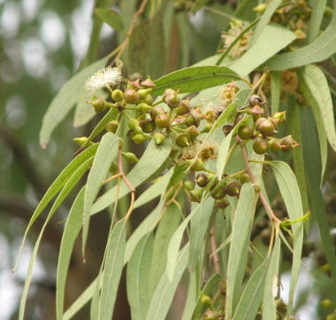 Bên cạnh đó, bạn có thể sử dụng khuynh diệp để giúp giảm chất nhầy, giãn các tiểu phế quản của phổi và giảm các vấn đề hô hấp trên.