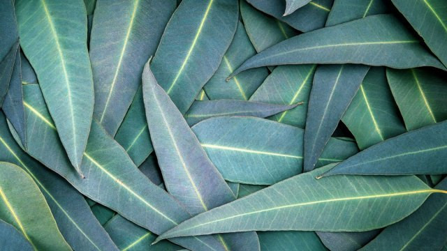 Bạn có thể uống trà lá khuynh diệp hoặc xoa dầu khuynh diệp lên ngực sẽ giúp giảm cơn ho.