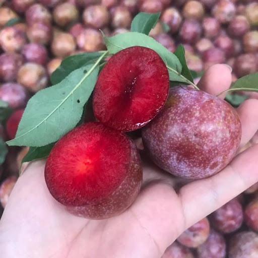 Mận có tính nóng nên hiển nhiên, nếu bạn ăn quá nhiều mận sẽ gây nóng trong, nhiệt miệng, mụn nhọt,...Ảnh: googleusercontent.