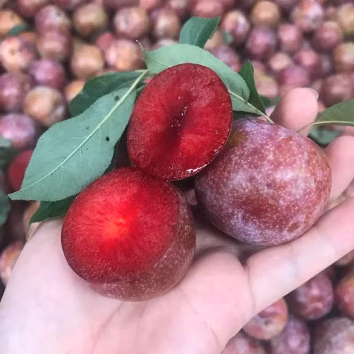 Mận có tính nóng nên hiển nhiên, nếu bạn ăn quá nhiều mận sẽ gây nóng trong, nhiệt miệng, mụn nhọt,...Ảnh: googleusercontent.