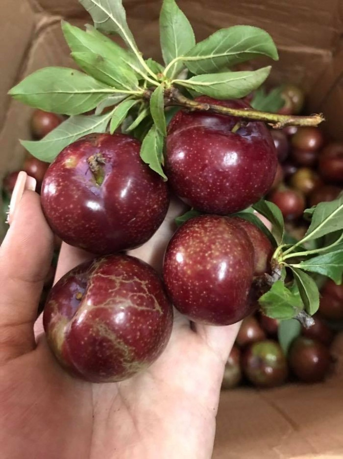 Mận có hàm lượng axit cao, do đó nếu ăn nhiều thì dạ dày sẽ bị tổn hại đáng kể. Ảnh: vietnamnetjsc.