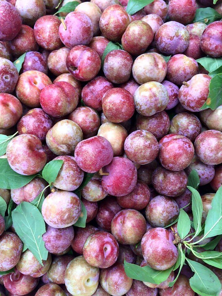 Với phụ nữ mang thai, mận là loại quả nên hạn chế để tránh bị nóng, phát ban, ảnh hưởng đến thai nhi. Ảnh: webbnc.