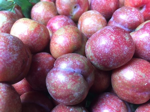 Bên cạnh đó, ăn nhiều mận cũng có thể làm giảm tác dụng của một số loại thuốc. Ảnh: eva.