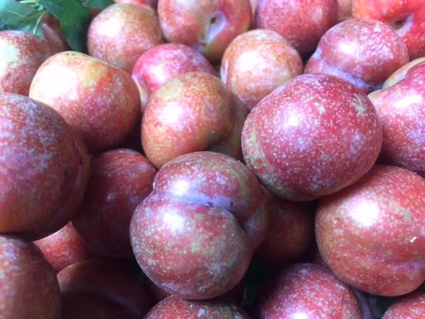 Bên cạnh đó, ăn nhiều mận cũng có thể làm giảm tác dụng của một số loại thuốc. Ảnh: eva.