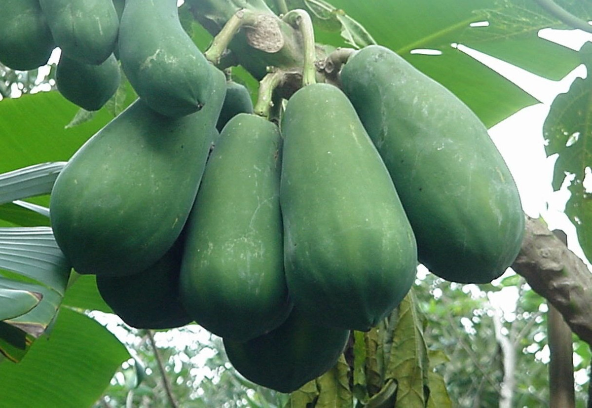 Một trong những lợi ích của đu đủ xanh được rất nhiều chị em yêu thích đó chính là giúp giảm cân. Ảnh: blogspot.