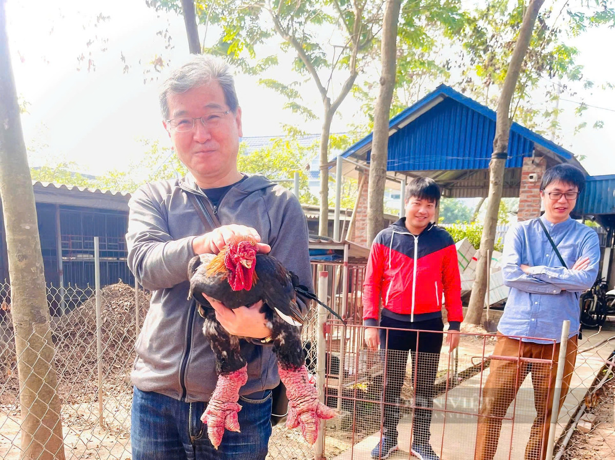 Khách từ Nhật Bản, Đài Loan bay sang mua gà tiến vua - Hình 4 Khach tu Nhat Ban, Dai Loan bay sang mua ga tien vua-Hinh-4