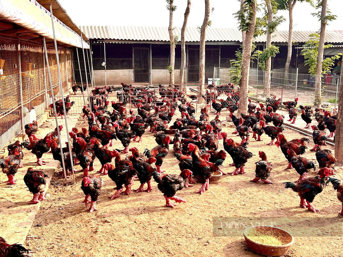 Khách từ Nhật Bản, Đài Loan bay sang mua gà tiến vua Khach tu Nhat Ban, Dai Loan bay sang mua ga tien vua