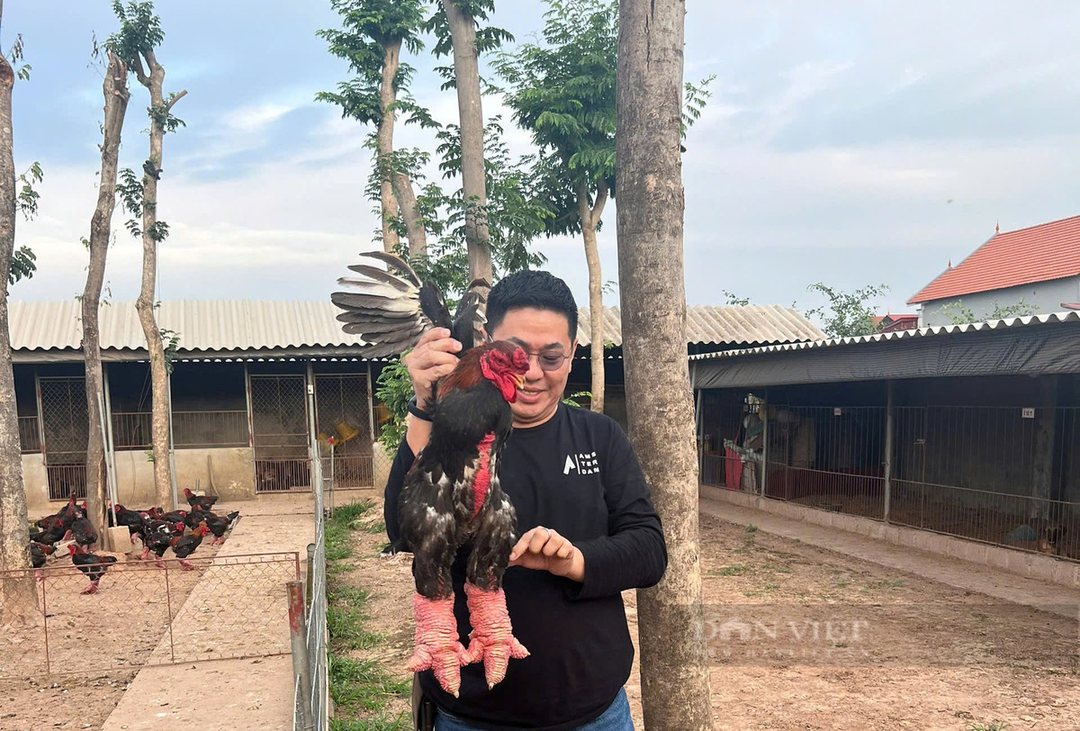 Khách từ Nhật Bản, Đài Loan bay sang mua gà tiến vua - Hình 5 Khach tu Nhat Ban, Dai Loan bay sang mua ga tien vua-Hinh-5