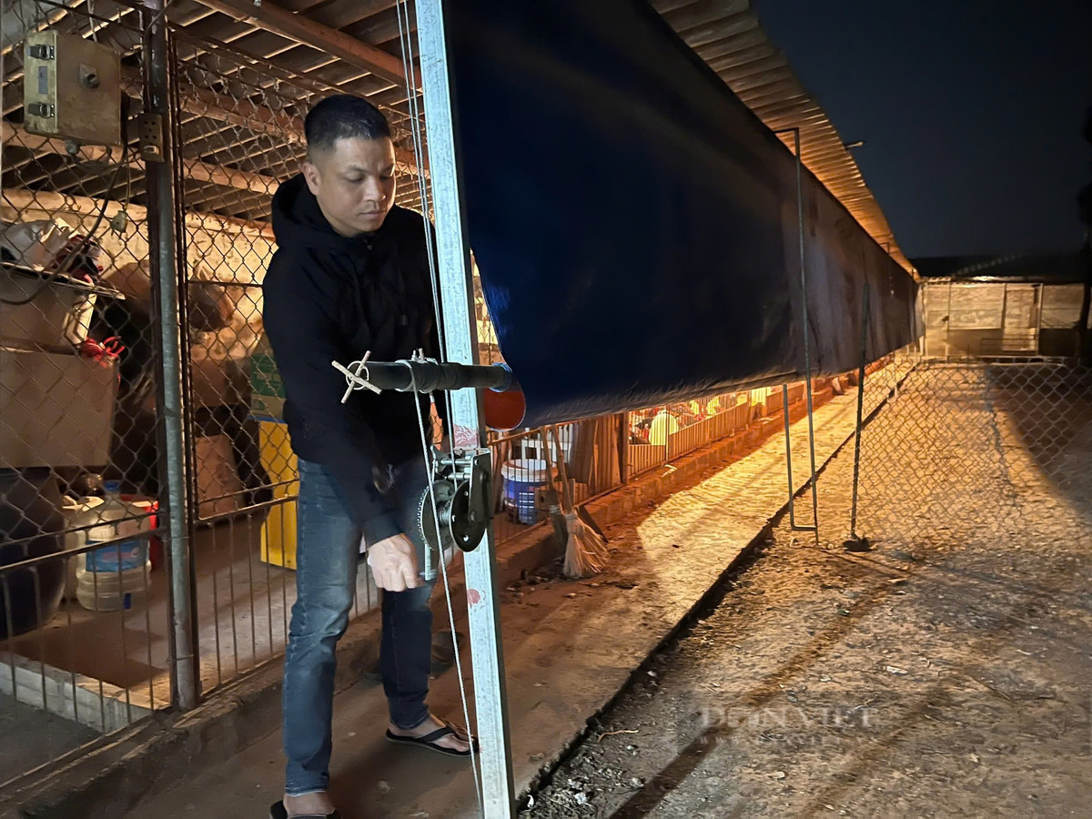 Khách từ Nhật Bản, Đài Loan bay sang mua gà tiến vua - Hình 2 Khach tu Nhat Ban, Dai Loan bay sang mua ga tien vua-Hinh-2