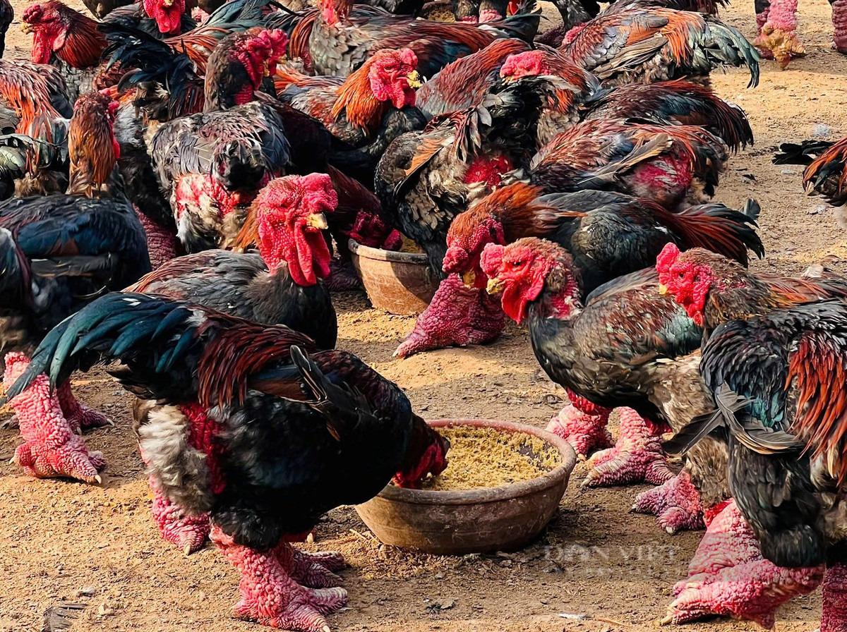 Khách từ Nhật Bản, Đài Loan bay sang mua gà tiến vua - Hình 6 Khach tu Nhat Ban, Dai Loan bay sang mua ga tien vua-Hinh-6