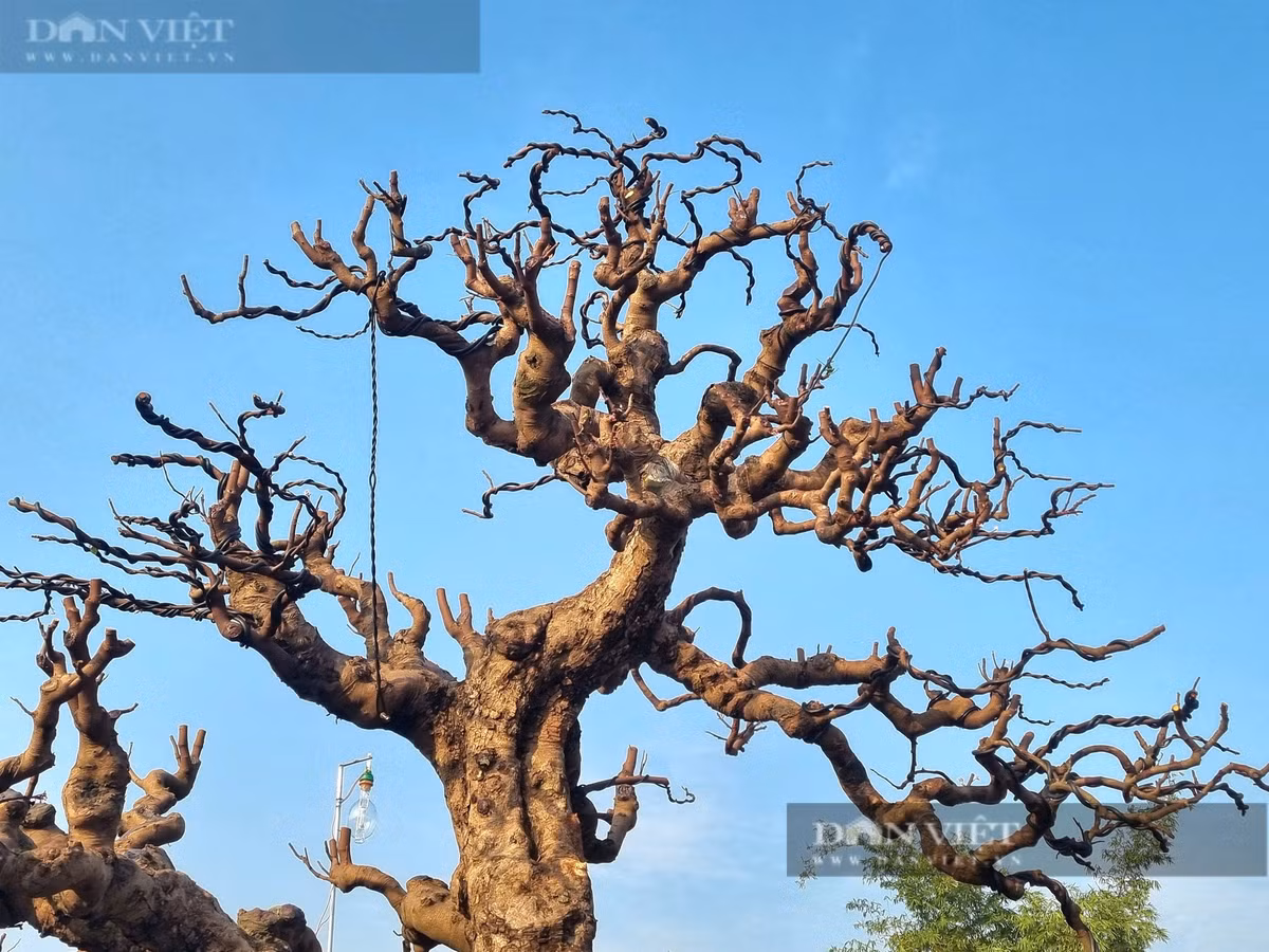 Cay co thu vo san sui nhu da voi, gia hon 2 ty dong-Hinh-2