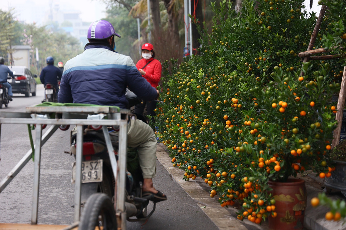 Trên đường Lạc Long Quân, nhiều đào quất đã bày kín nhiều đoạn vỉa hè.