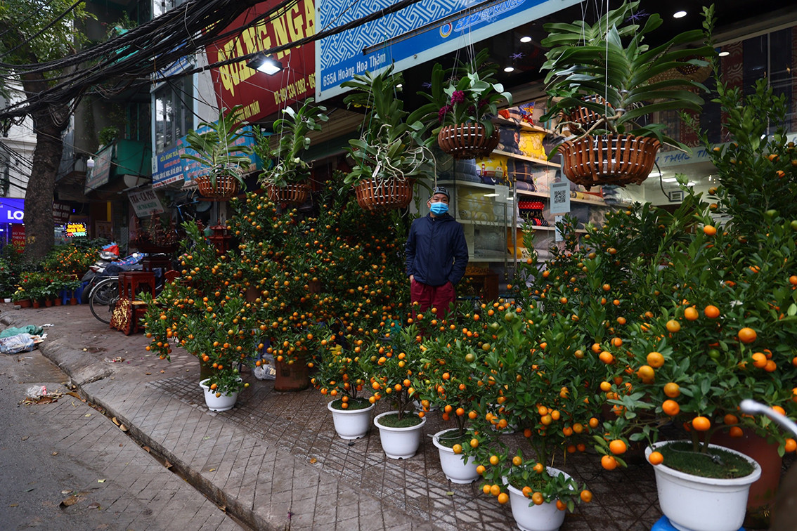 Những ngày gần đây, đường phố Hà Nội xuất hiện nhiều điểm bán hoa, đào, quất phục vụ Tết Nguyên đán.