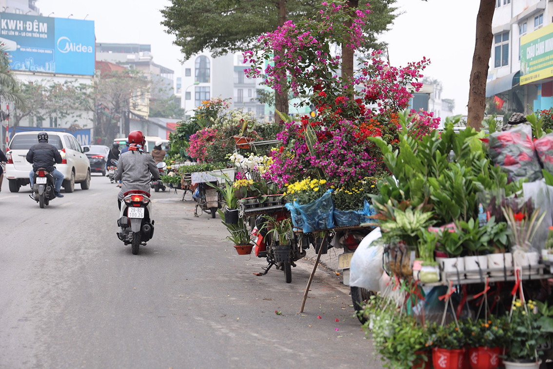 Các xe bán hoa đỗ thành hàng dài trên phố.