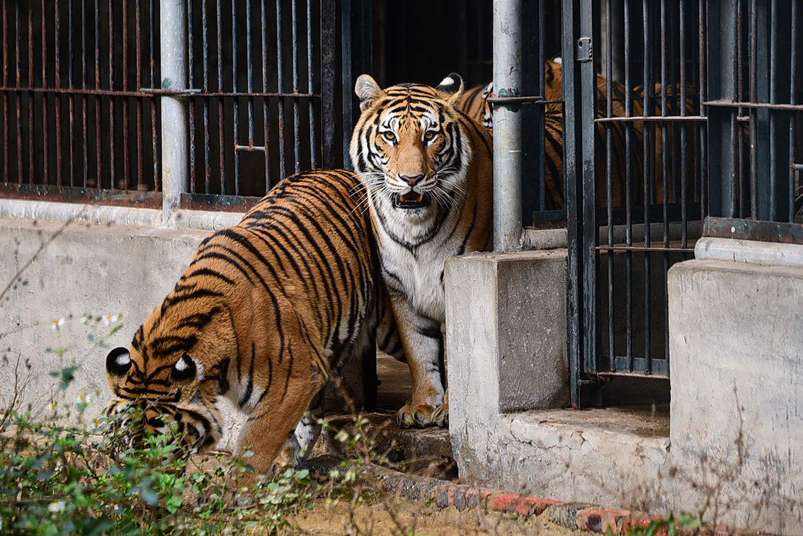 Bieu cam “sieu dang yeu” cua cac chu ho thoat “luoi hai tu than“
