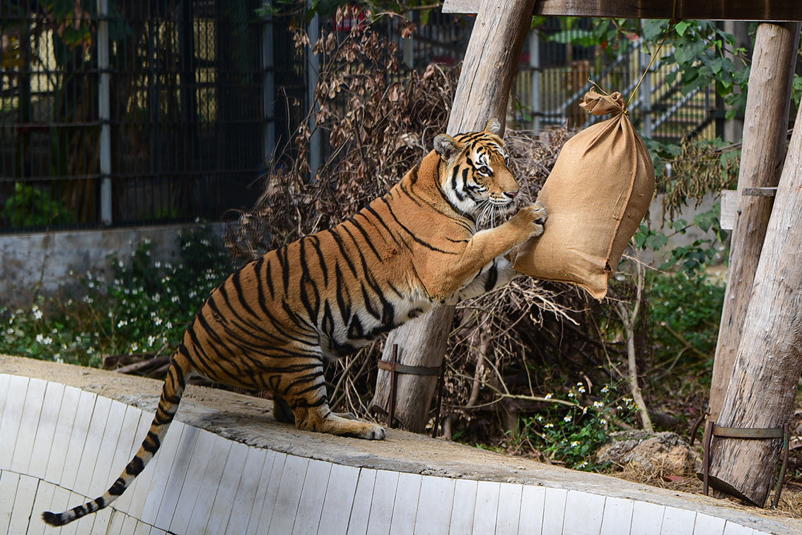 Các cá thể hổ ở đây đa số là Hổ Đông Dương, khi trưởng thành có khối lượng xấp xỉ 200 kg và con có tuổi đời lớn nhất được trung tâm tiếp nhận, chăm sóc từ năm 2009.