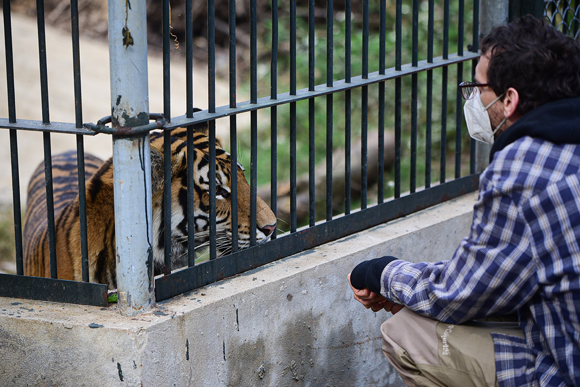 Anh Henry chuyên gia chăm sóc động vật hoang dã cho biết, hổ là loài động vật ưa hoạt động nên dù tổng diện tích của trung tâm chỉ vỏn vẹn 1 ha nhưng anh vẫn phải thiết kế đủ không gian cho chúng.