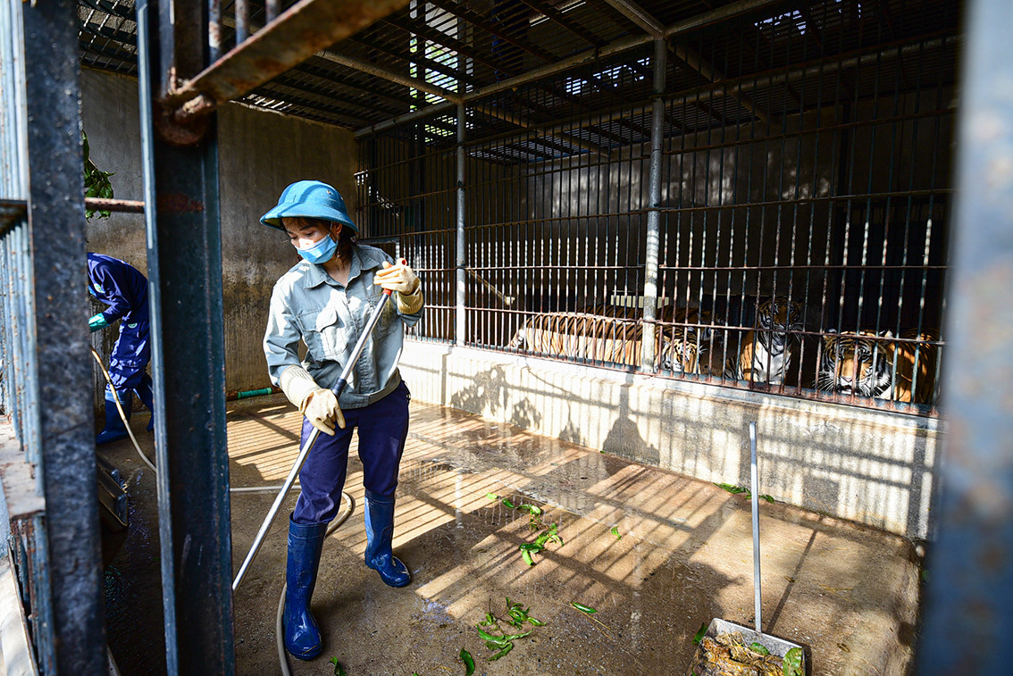 Vệ sinh chuồng trại cho hổ là công việc đầu tiên hàng ngày của các nhân viên ở đây. Khi ra vào chuồng hổ các nhân viên phải tuân thủ quy định về khử trùng giày ủng, quy định về cách mở cửa vừa khoa học vừa an toàn.