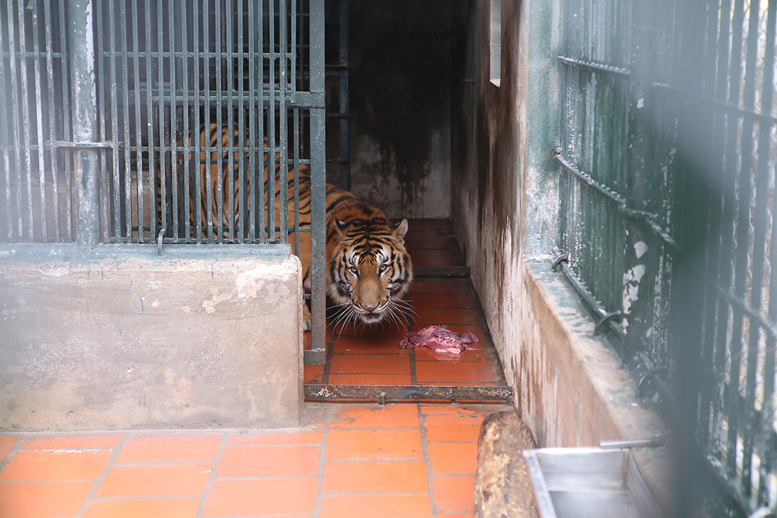 Trong đó bao gồm thịt bò hoặc gà hoặc lợn, xương lợn và gan lợn. Các con hổ được phục vụ 2 bữa ăn mỗi ngày, thường vào 9h sáng và 16h chiều.