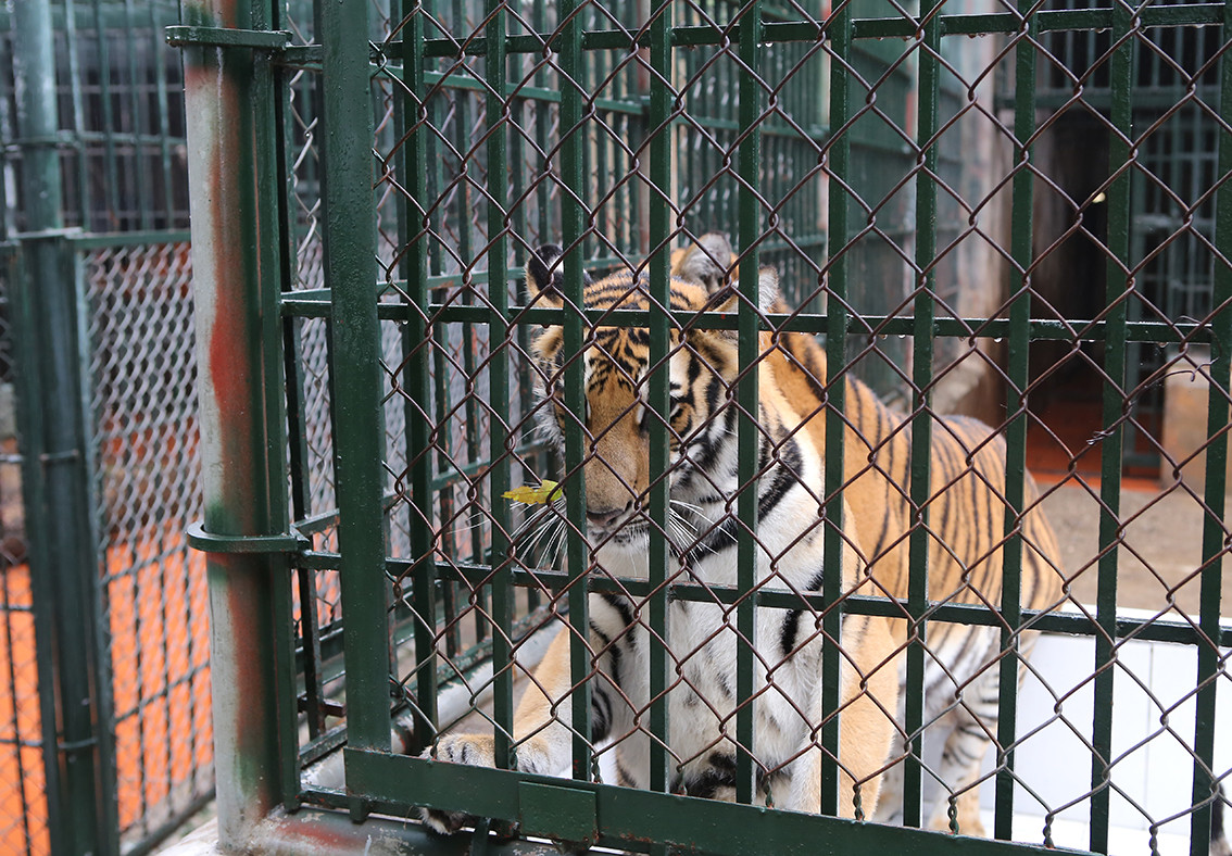 Đàn hổ được phân loại, nuôi trong hệ thống chuồng trong nhà và ngoài trời để đảm bảo không gian vận động của chúng.