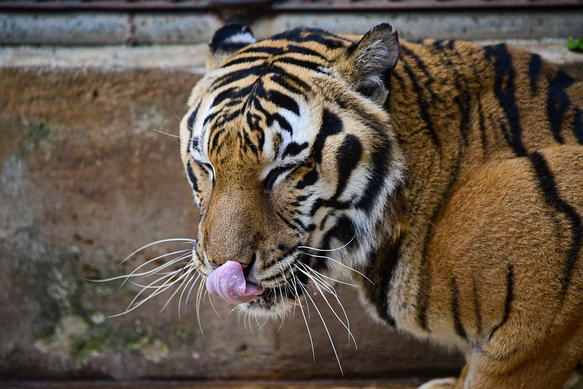 Hàng ngày ngoài giờ ăn, hổ được thả ra chơi tại một khu hoang dã bán tự nhiên để tìm lại được bản năng, giảm stress sau thời gian dài bị giam hãm.