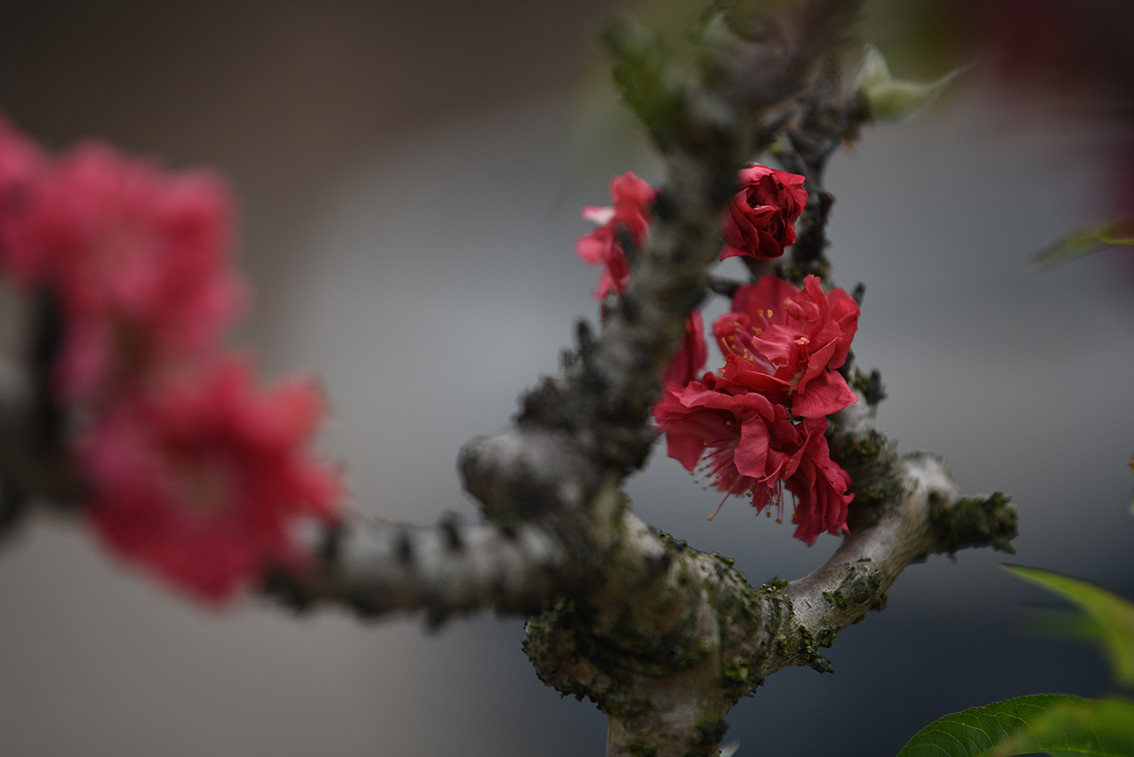 Để sở hữu một gốc đào Thất Thốn với vẻ ngoài xù xì mốc thếch màu thời gian, người chơi thường phải bỏ ra vài chục tới hàng trăm triệu đồng.