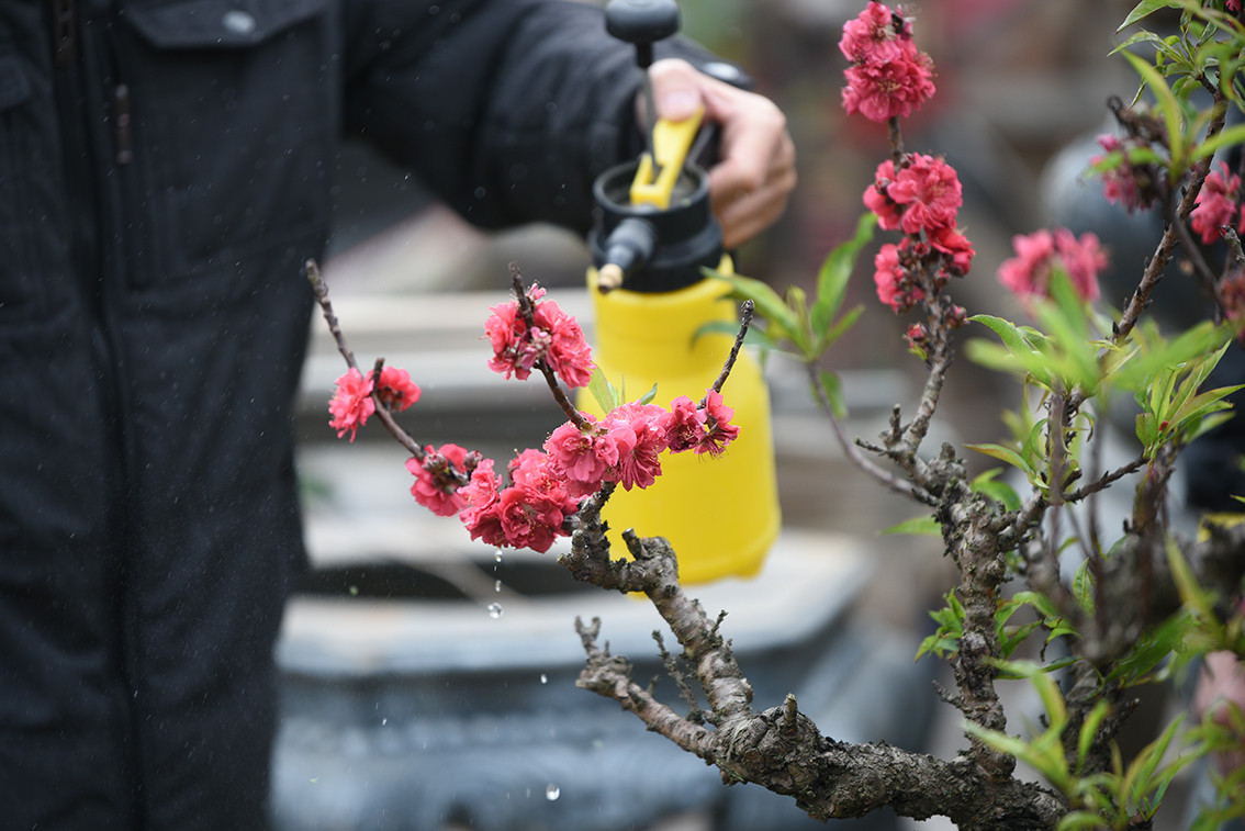 Đào Thất Thốn rất đặc biệt khi trổ hoa kép và mỗi tầng hoa đều có 7 cánh, mỗi bông to có đường kính lên tới 4 – 5 cm.