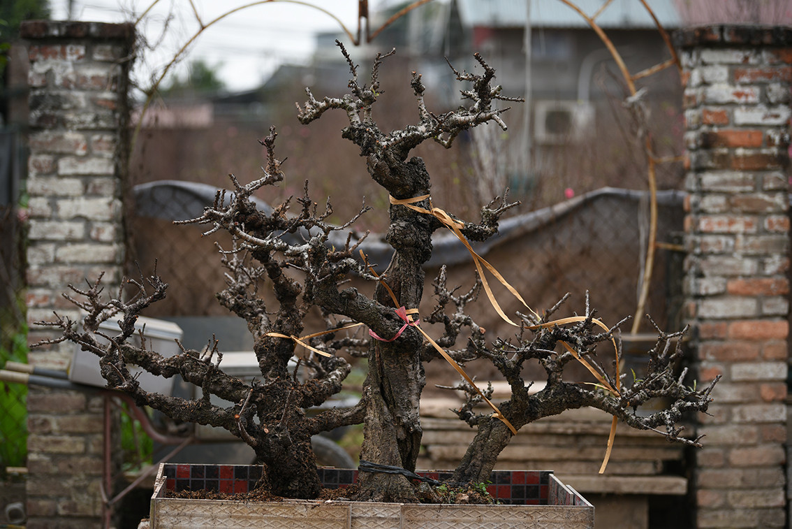 Là loại cây cảnh có dáng lùn, đẹp tự nhiên, nở nhiều hoa, mang dáng vẻ cổ kính; từ gốc đến cành đào đều nổi u, mấu xù xì, cùng nhiều thế cây độc đáo.