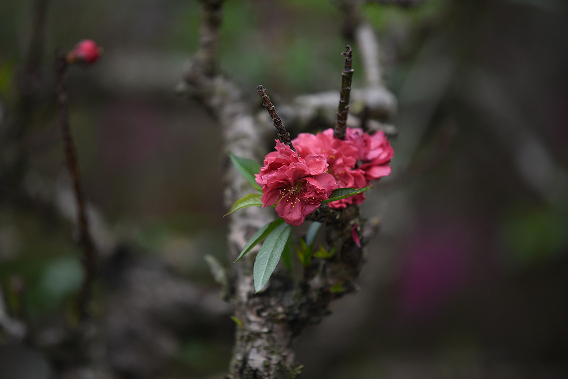 Những bông hoa kép có thể có tới 30 - 50 cánh/bông.